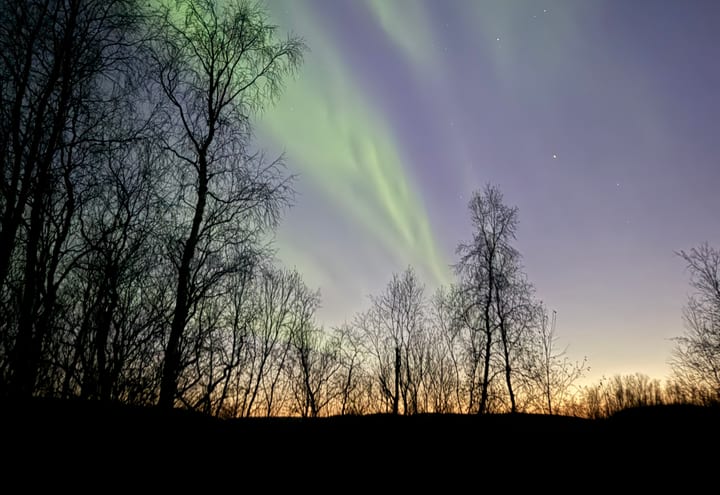 Polarlicht hinter kahlen Winterbäumen