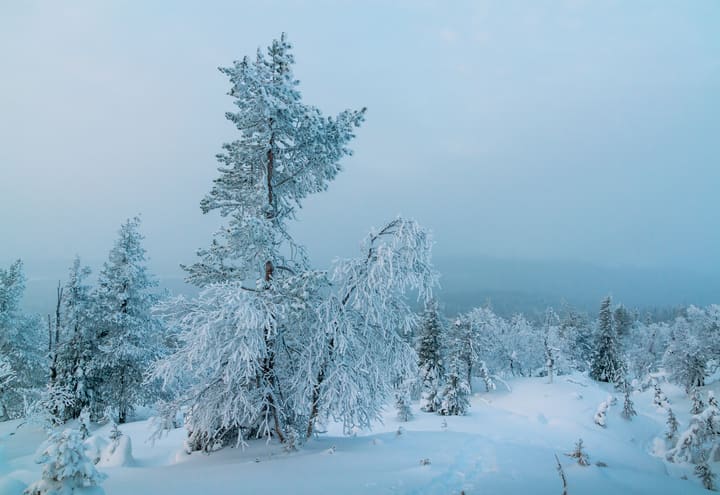 Schneebeladene Kiefern auf der Nordseite des Lommoltunturi im Pallas-Yllästunturi-Nationalpark
