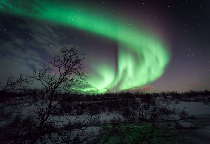 Northern lights curling over a bare birch tree on Ringvassøya north of Tromsø
